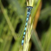 Coenagrion mercuriale (Charpentier, 1840) - Agrion de Mercure (mâle)