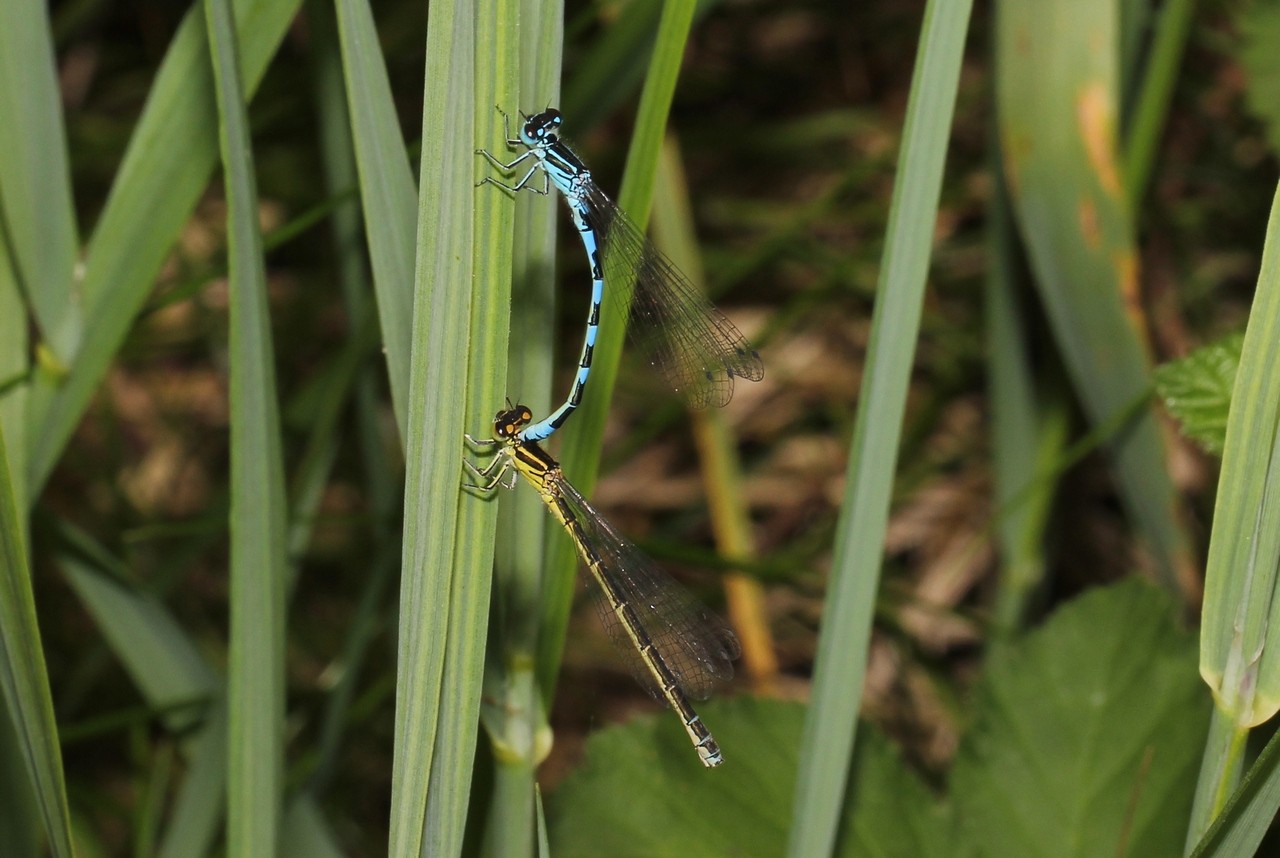 Coenagrion mercuriale (Charpentier, 1840) - Agrion de Mercure (accouplement)