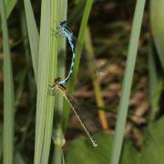 Coenagrion mercuriale (Charpentier, 1840) - Agrion de Mercure (accouplement)