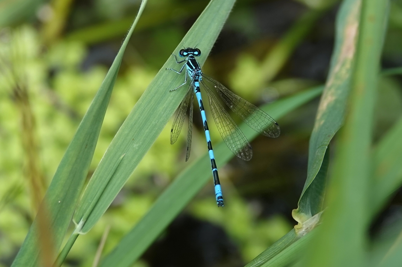 Coenagrion mercuriale (Charpentier, 1840) - Agrion de Mercure (mâle)