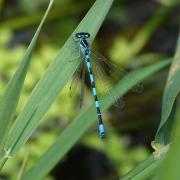 Coenagrion mercuriale (Charpentier, 1840) - Agrion de Mercure (mâle)