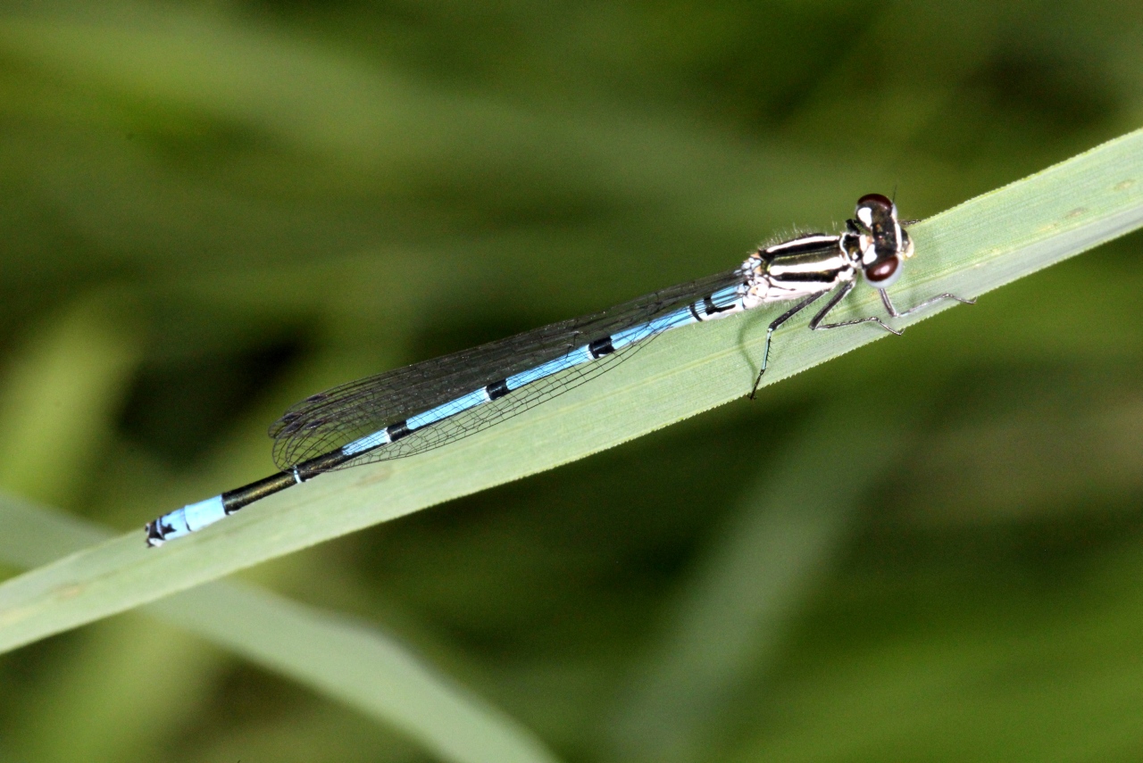 Coenagrion puella (Linnaeus, 1758) - Agrion jouvencelle