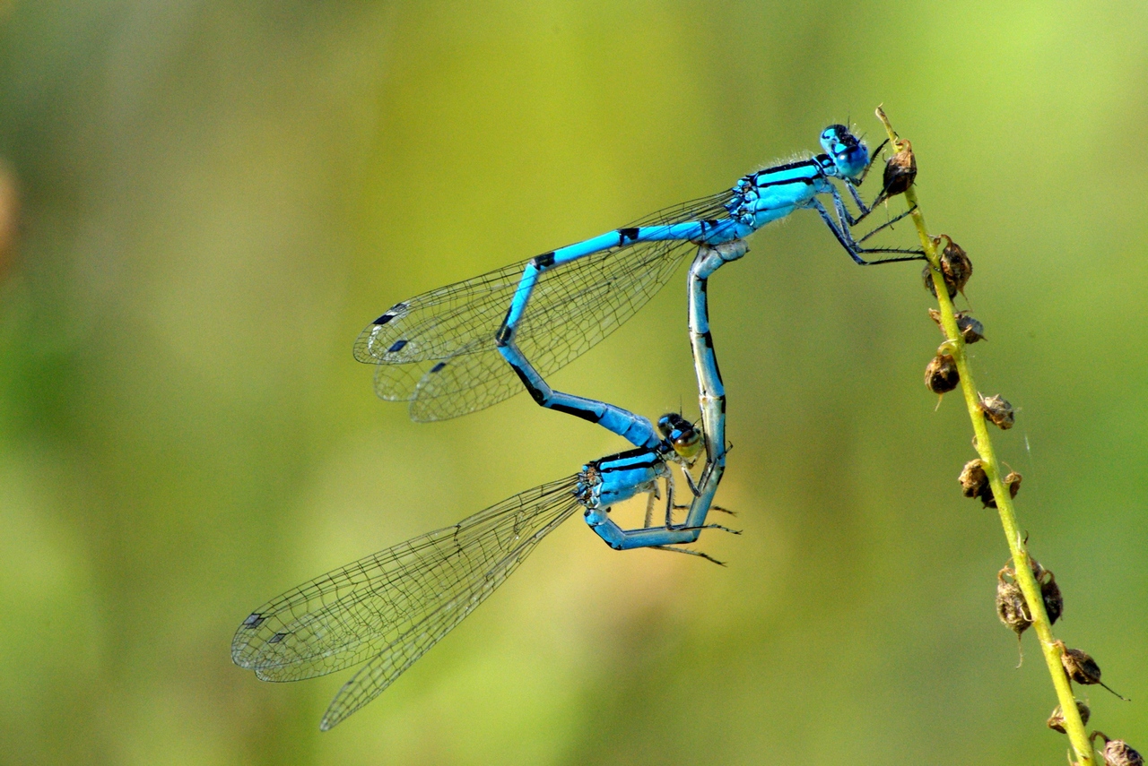 Enallagma cyathigerum (Charpentier, 1840) - Agrion porte-coupe (accouplement)