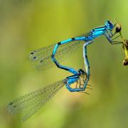 Enallagma cyathigerum (Charpentier, 1840) - Agrion porte-coupe (accouplement)