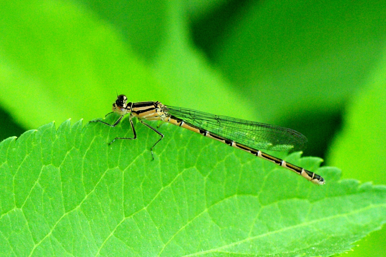 Enallagma cyathigerum (Charpentier, 1840) - Agrion porte-coupe (femelle immature)