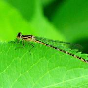 Enallagma cyathigerum (Charpentier, 1840) - Agrion porte-coupe (femelle immature)