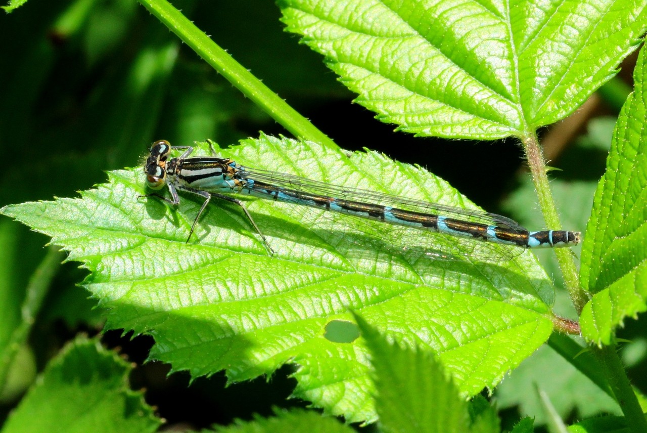 Enallagma cyathigerum (Charpentier, 1840) - Agrion porte-coupe (femelle)