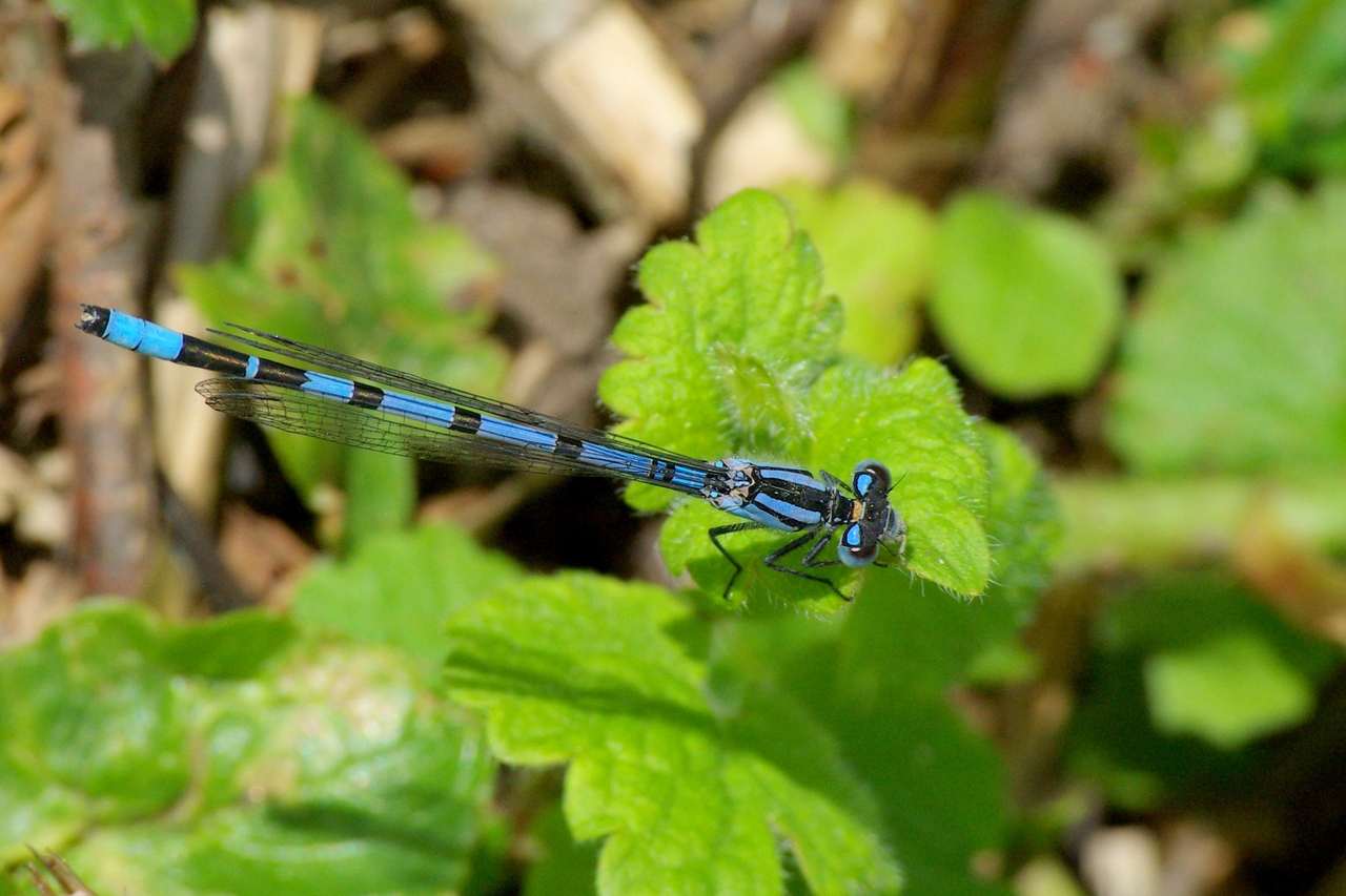 Enallagma cyathigerum (Charpentier, 1840) - Agrion porte-coupe (mâle)