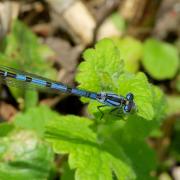 Enallagma cyathigerum (Charpentier, 1840) - Agrion porte-coupe (mâle)