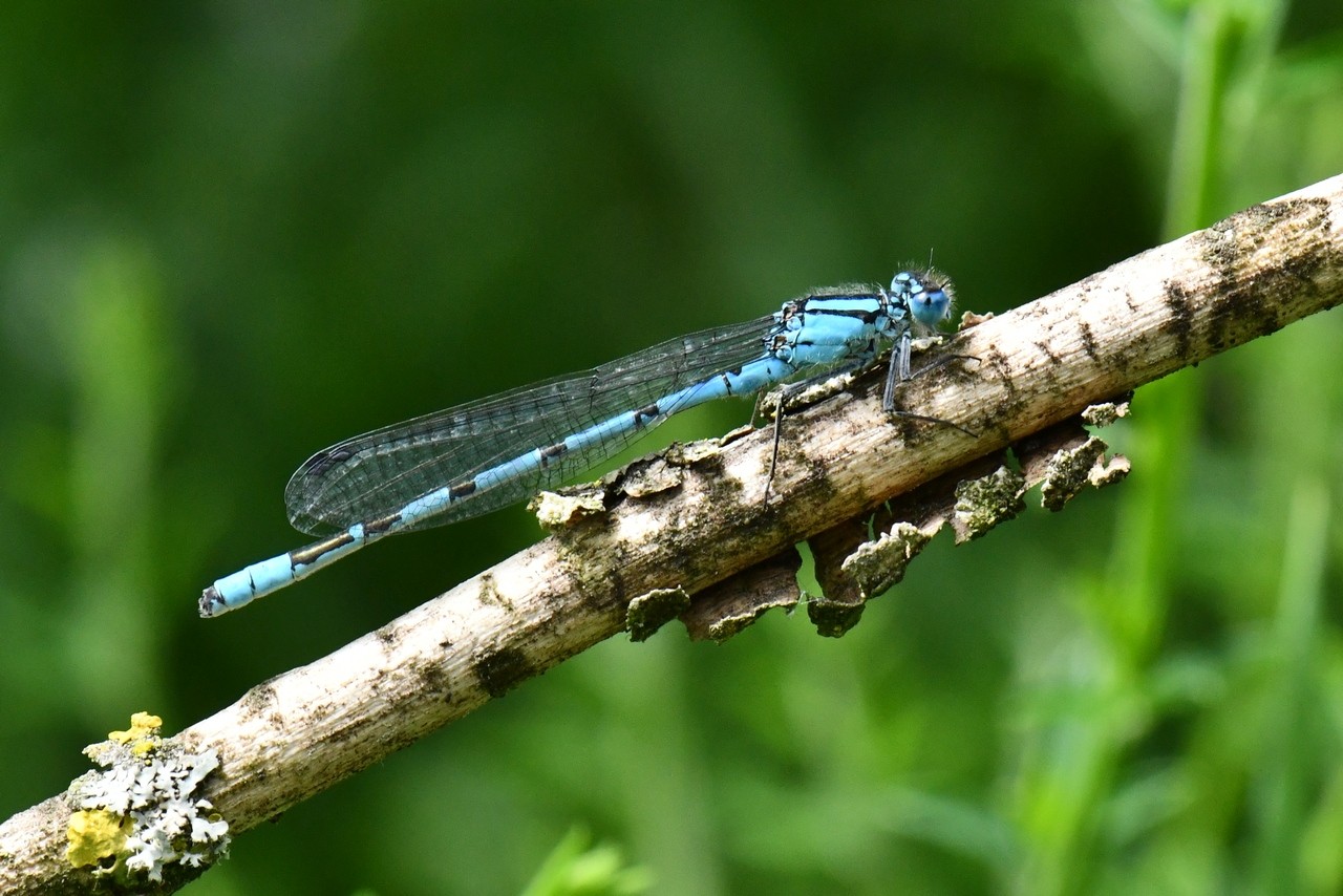 Enallagma cyathigerum (Charpentier, 1840) - Agrion porte-coupe (mâle)