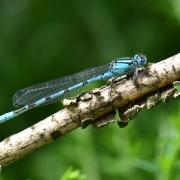 Enallagma cyathigerum (Charpentier, 1840) - Agrion porte-coupe (mâle)