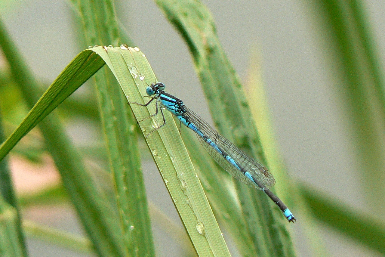 Erythromma lindenii (Selys, 1840) - Naïade aux yeux bleus, Agrion de Vander Linden