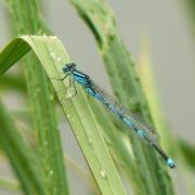 Erythromma lindenii (Selys, 1840) - Naïade aux yeux bleus, Agrion de Vander Linden