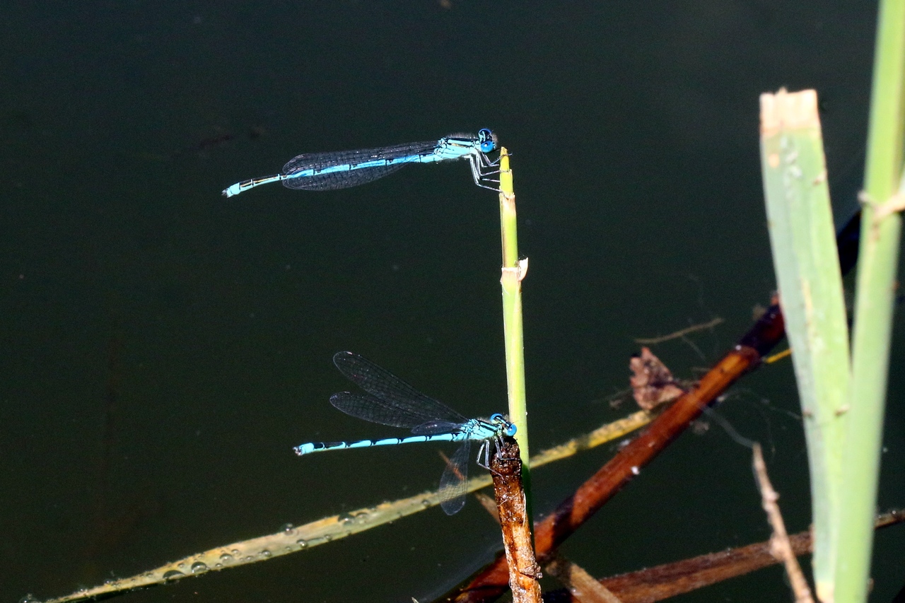 Erythromma lindenii (Selys, 1840) - Naïade aux yeux bleus, Agrion de Vander Linden