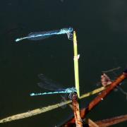 Erythromma lindenii (Selys, 1840) - Naïade aux yeux bleus, Agrion de Vander Linden