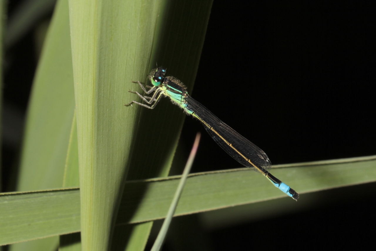 Ischnura elegans (Vander Linden, 1820) - Agrion élégant