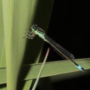 Ischnura elegans (Vander Linden, 1820) - Agrion élégant