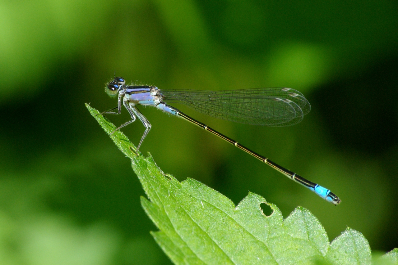 Ischnura elegans (Vander Linden, 1820) - Agrion élégant