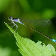 Ischnura elegans (Vander Linden, 1820) - Agrion élégant