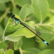 Ischnura elegans (Vander Linden, 1820) - Agrion élégant