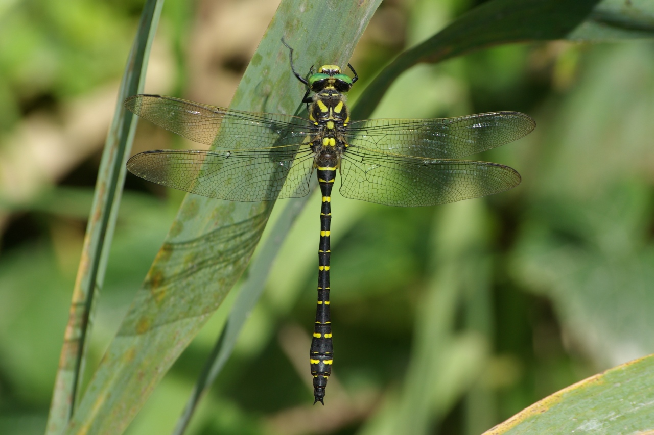 Cordulegaster boltonii (Donovan, 1807) - Cordulégastre annelé (mâle)