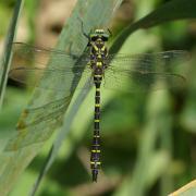 Cordulegaster boltonii (Donovan, 1807) - Cordulégastre annelé (mâle)