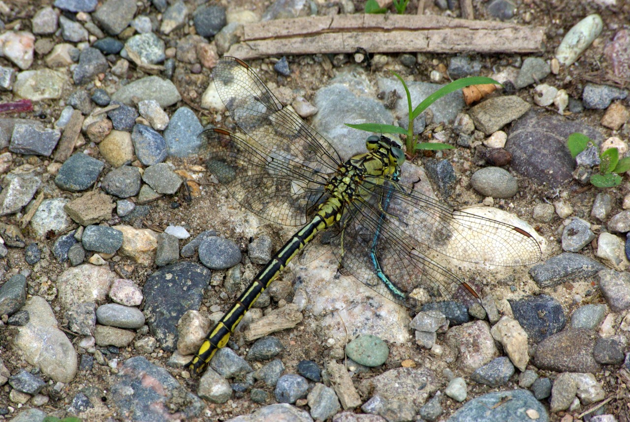 Gomphus pulchellus Selys, 1840 - Gomphe joli, Gomphe gentil