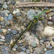 Gomphus pulchellus Selys, 1840 - Gomphe joli, Gomphe gentil