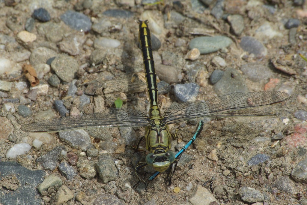 Gomphus pulchellus Selys, 1840 - Gomphe joli, Gomphe gentil