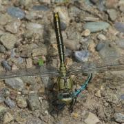 Gomphus pulchellus Selys, 1840 - Gomphe joli, Gomphe gentil