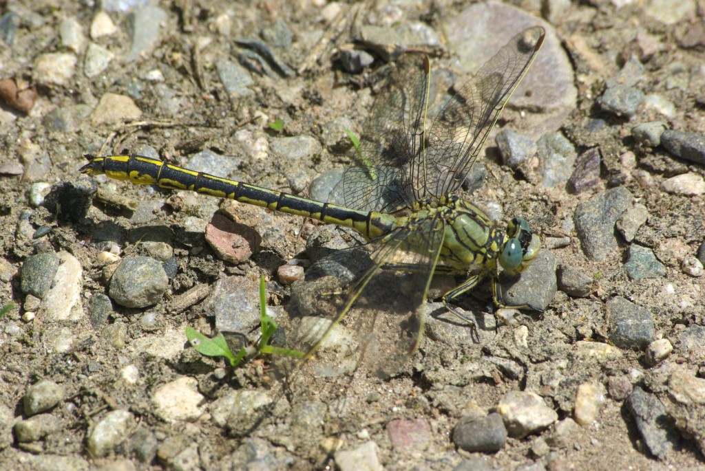 Gomphus pulchellus Selys, 1840 - Gomphe joli, Gomphe gentil