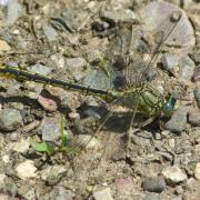 Gomphus pulchellus Selys, 1840 - Gomphe joli, Gomphe gentil