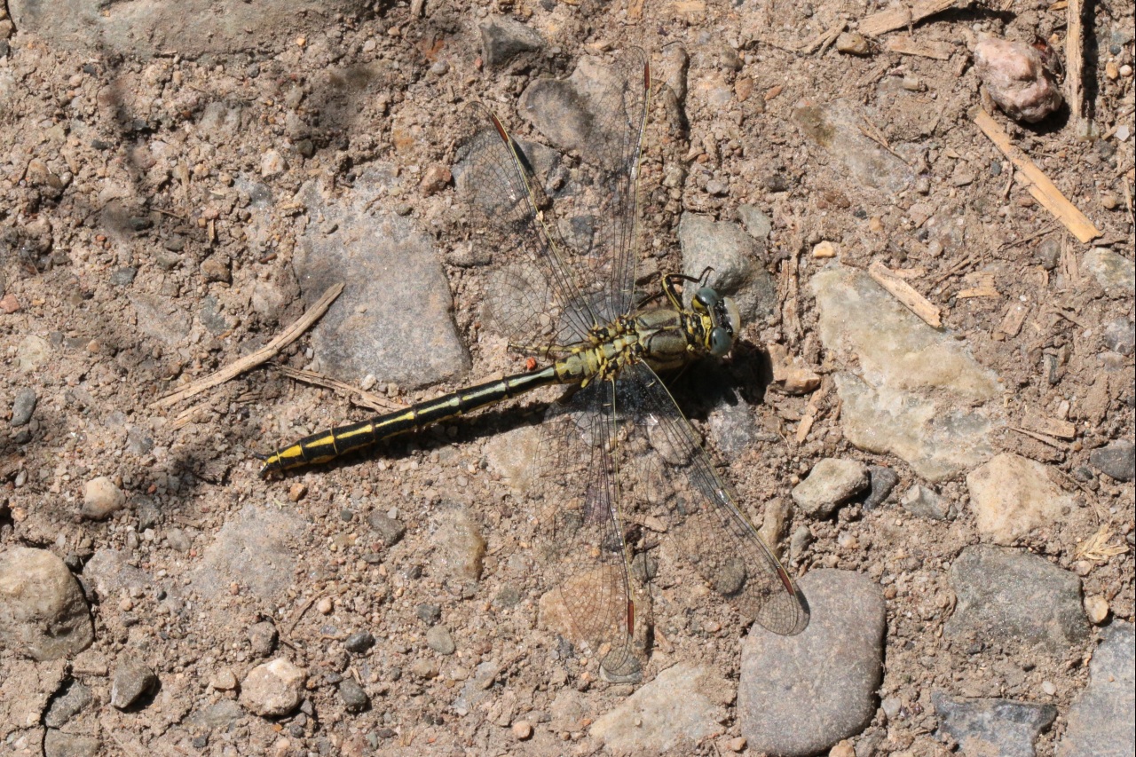 Gomphus pulchellus Selys, 1840 - Gomphe joli, Gomphe gentil