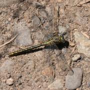 Gomphus pulchellus Selys, 1840 - Gomphe joli, Gomphe gentil