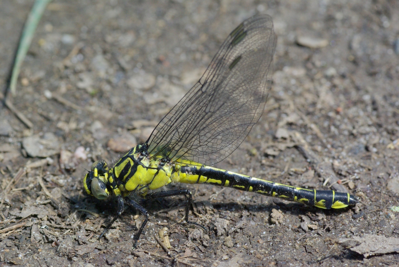 Gomphus vulgatissimus (Linnaeus, 1758) - Gomphe vulgaire, Gomphe à pattes noires