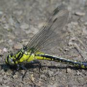 Gomphus vulgatissimus (Linnaeus, 1758) - Gomphe vulgaire, Gomphe à pattes noires