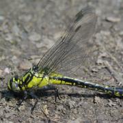 Gomphus vulgatissimus (Linnaeus, 1758) - Gomphe vulgaire, Gomphe à pattes noires