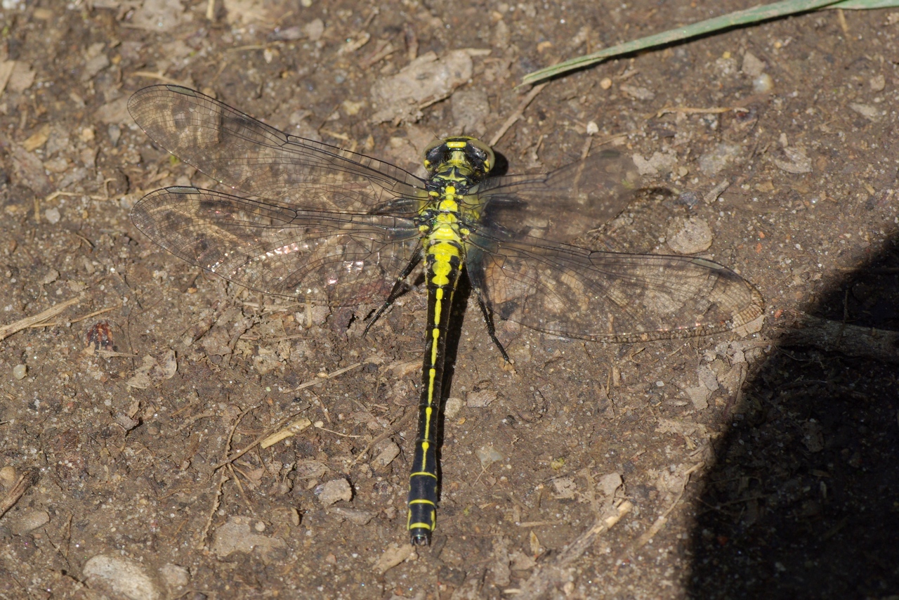 Gomphus vulgatissimus (Linnaeus, 1758) - Gomphe vulgaire, Gomphe à pattes noires