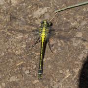 Gomphus vulgatissimus (Linnaeus, 1758) - Gomphe vulgaire, Gomphe à pattes noires