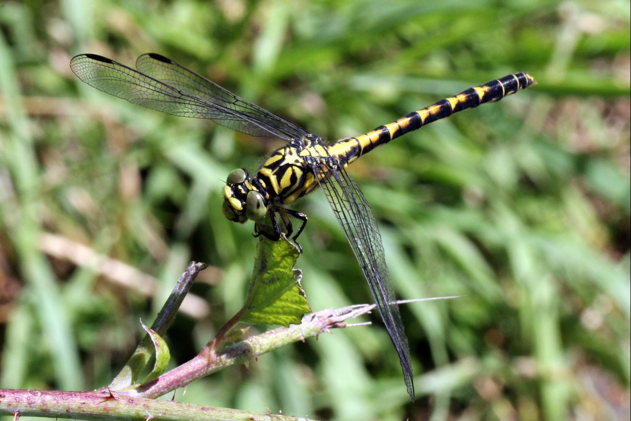 Onychogomphus forcipatus (Linnaeus, 1758) - Gomphe à pinces