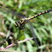 Onychogomphus forcipatus (Linnaeus, 1758) - Gomphe à pinces