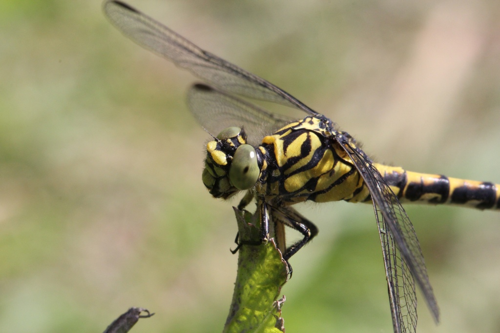 Onychogomphus forcipatus (Linnaeus, 1758) - Gomphe à pinces