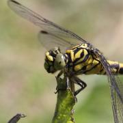 Onychogomphus forcipatus (Linnaeus, 1758) - Gomphe à pinces