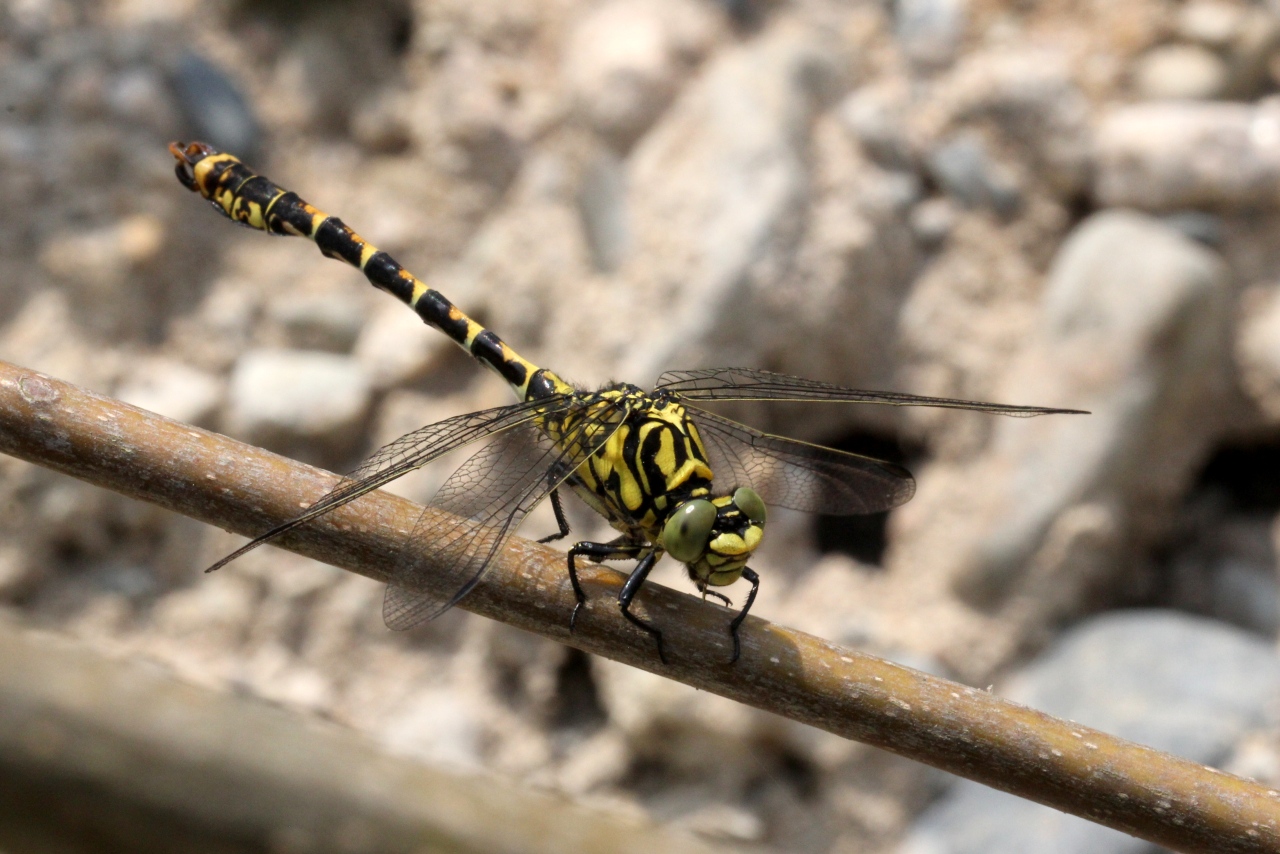 Onychogomphus forcipatus (Linnaeus, 1758) - Gomphe à pinces