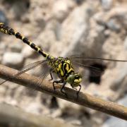 Onychogomphus forcipatus (Linnaeus, 1758) - Gomphe à pinces