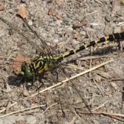 Onychogomphus forcipatus (Linnaeus, 1758) - Gomphe à pinces (mâle)