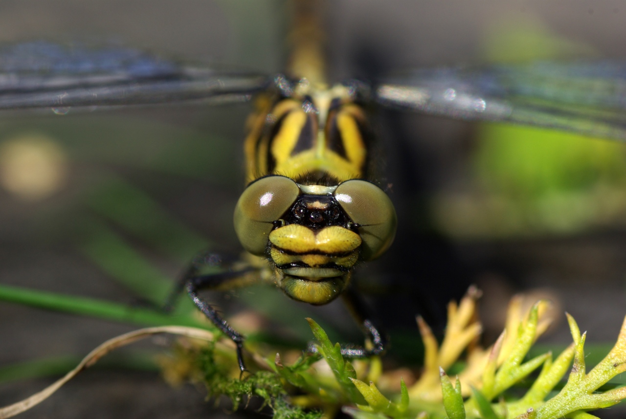 Onychogomphus forcipatus (Linnaeus, 1758) - Gomphe à pinces (femelle)