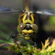 Onychogomphus forcipatus (Linnaeus, 1758) - Gomphe à pinces (femelle)