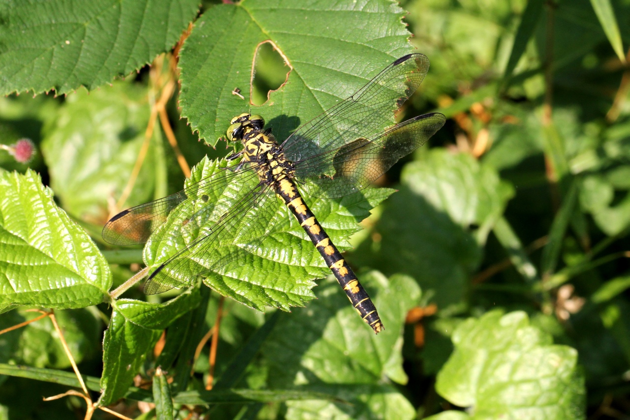 Onychogomphus forcipatus (Linnaeus, 1758) - Gomphe à pinces (femelle)