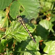 Onychogomphus forcipatus (Linnaeus, 1758) - Gomphe à pinces (femelle)